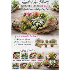 Assorted Air Plants Tillandsia Grower's Choice 8 Pack Lot Bundle Free Shipping